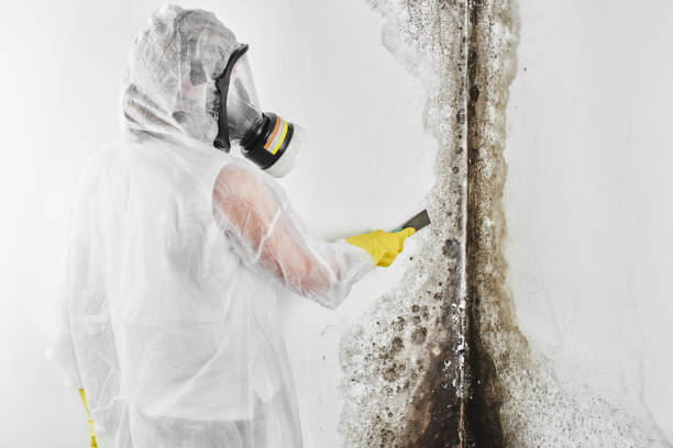 Best Commercial Mold Removal  in Tarrant, AL