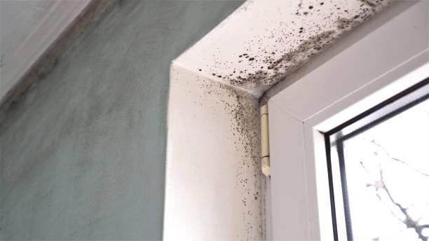 Mold Removal and Inspection in Tarrant, AL
