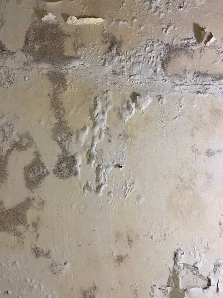 Certified Mold Removal in Tarrant, AL
