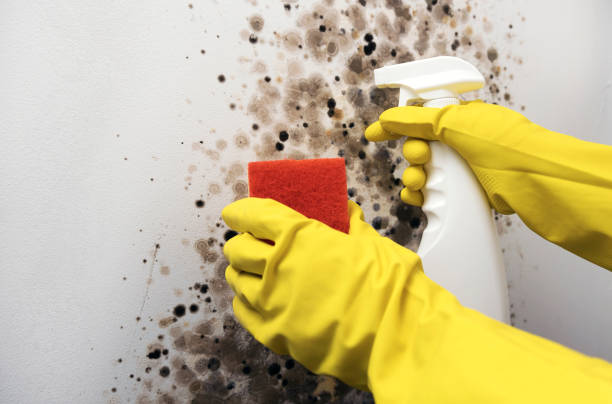 Best Mold Testing and Removal  in Tarrant, AL