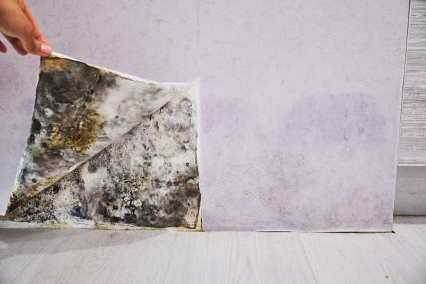 Best Mold Removal Company Near Me  in Tarrant, AL